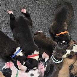 Boxers from Karen Marr