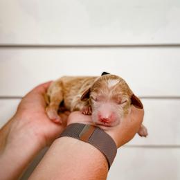 Stetson - Cream male Labradoodle puppy in Elizabeth City, North Carolina from Howdy Doodles