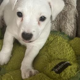 Border Collie and Jack Russell Terrier Puppies from CP FARMS BORDER COLLIES N JACKS CORP