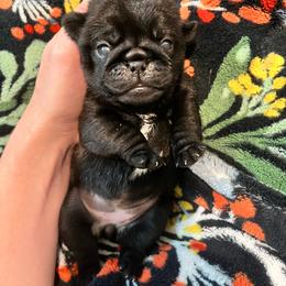 Juniper - Black female Pug puppy in Grants Pass, Oregon from Malta Pugs