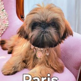 Paris - Shih Tzu