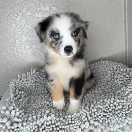 Ollie - Blue merle male Australian Shepherd puppy in Polk City, Florida from Skaky Shepherds