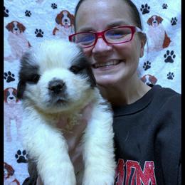 Yellow collar - Mahogany and white female Saint Bernard puppy in New Philadelphia, Ohio from Fletchers Saints