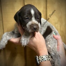 Boone - Liver roan male German Shorthaired Pointer puppy in Virginia from P3 Kennel