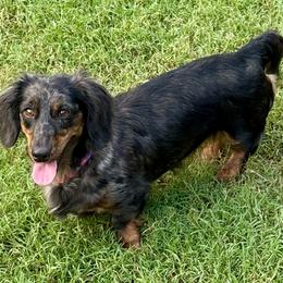 Shiloh - Dachshund
