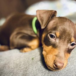 Miniature Pinschers from Marquart Minpins