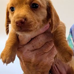 Pumpkin - Red female Dachshund puppy in Pahrump, Nevada from Heaven Sent Doxies