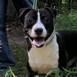 Gator - American Staffordshire Terrier puppy in Spring Grove, Virginia from Lizera Bulldogs and AmStaffs