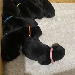 Rottweiler puppies from Copper Ridge Kennel