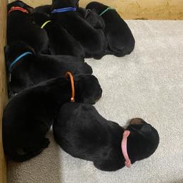 Rottweiler puppies from Copper Ridge Kennel