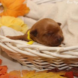 Polly's Yellow Girl - Dark golden female Golden Retriever puppy in Idaho Falls, Idaho from Once Upon A Dream Kennels