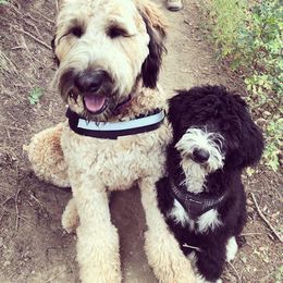 Bernedoodle and Labradoodle All Grown Up from Linder Labradoodles