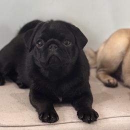 Pugs from Sonya & Olly Pugs