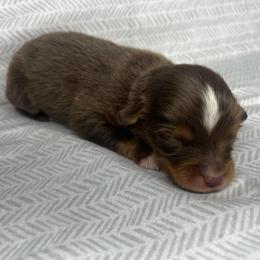 Boy 1 - Red tri male Toy Australian Shepherd puppy in Alabama from SBA Aussies
