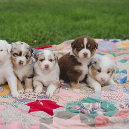 Australian Shepherd Puppies from Authentic Aussies