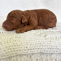Summer - Apricot female Goldendoodle puppy in Birmingham, Alabama from Ivy’s Doodles
