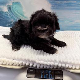 Tinkerbell 5 pound - Black & white female Maltipoo puppy in Lawrenceburg, Tennessee from LUV Poodles and Maltipoos