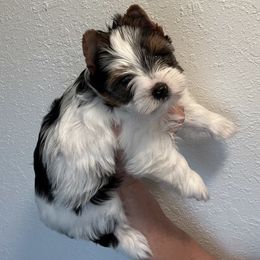 Biewer Terrier Puppies from Shanks' Biewer Terriers