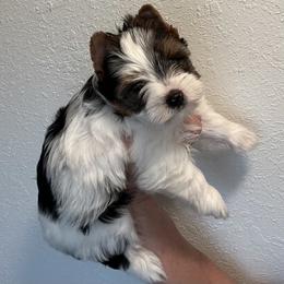 Biewer Terrier Puppies from Shanks' Biewer Terriers