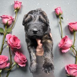 Pegasus - Sable male German Shepherd puppy in Oakland, Oregon from VHM German Shepherds