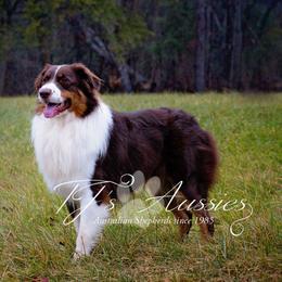 Remington - Australian Shepherd