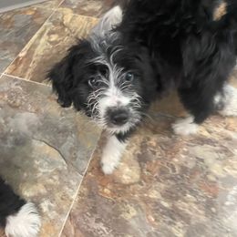 Maxine - Aussiedoodle puppy in Columbus, Ohio from FamilyOodles