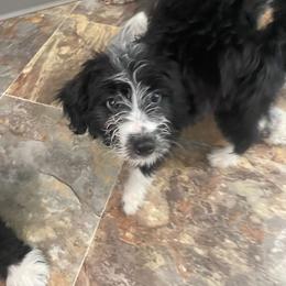 Maxine - Aussiedoodle puppy in Columbus, Ohio from FamilyOodles