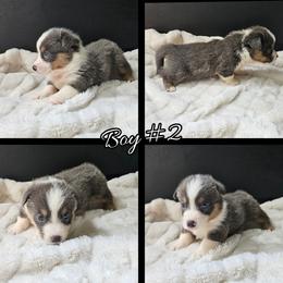 Boy 2 - Gray and white male American Corgi puppy in Natchitoches. La, Louisiana from Bleu Bayou Corgis