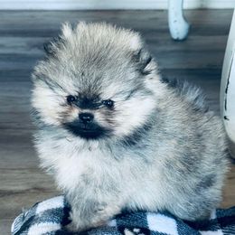 Symba - Wolf sable male Pomeranian puppy in Colton, Oregon from Shelli’s Pampered Poms