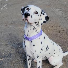 Dalmatians from Fable Creek Dalmatians
