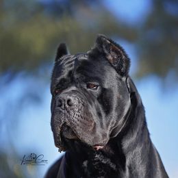 Quaron - Cane Corso