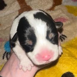 Name is pending - Black and tan male American Corgi puppy in Michigan from Enok Corgis