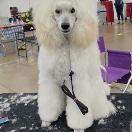 Georgia - Poodle