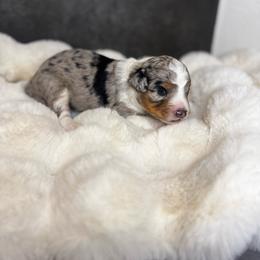 Ms. Teal - Blue merle female Aussiedoodle puppy in San Antonio, Texas from Lovable Doodles SA