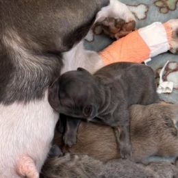 Peanut - Blue male French Bulldog puppy in Spotsylvania, Virginia from Lakeview Frenchies