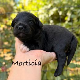 Morticia - Black and white female Aussiedoodle puppy in Mulino, Oregon from Korbella Farm
