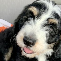 Rydell - Tri-color Bernedoodle puppy in Beaumont, Texas from Bluemoon Bernedoodles
