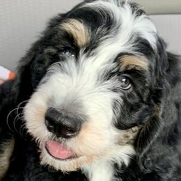 Rydell - Tri-color Bernedoodle puppy in Beaumont, Texas from Bluemoon Bernedoodles