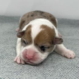 Nutmeg - Red merle and white female American Corgi puppy in Waco, Texas from The Comma Corgis