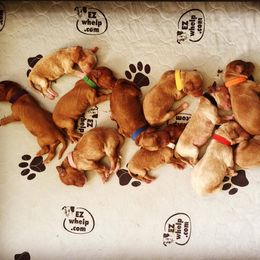 Australian Labradoodle Puppies from Victoria Creek Australian Labradoodles