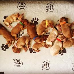 Australian Labradoodle Puppies from Victoria Creek Australian Labradoodles