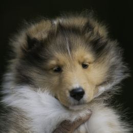 Shetland Sheepdog Puppies from Solange Shelties
