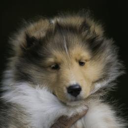 Shetland Sheepdog Puppies from Solange Shelties