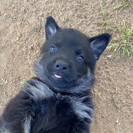 Boy 3 - Black and tan German Shepherd puppy in Stratford, Oklahoma from Vom Curtis Haus Kennels