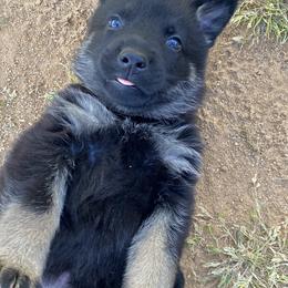 Boy 3 - Black and tan German Shepherd puppy in Stratford, Oklahoma from Vom Curtis Haus Kennels