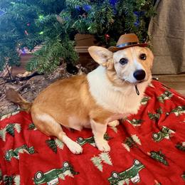 Ruben - American Corgi