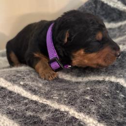 Miss Purple - Black and tan female Airedale Terrier puppy in Huntersville, North Carolina from Cool Hand Luke Kennels