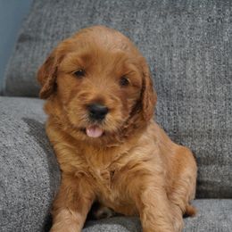 Goldendoodle Puppies from Doodles of West Chester