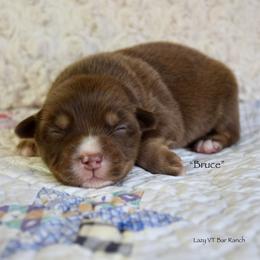 Bruce - Red tri male Miniature Australian Shepherd puppy in Evant, Texas from Lazy VT Bar Ranch