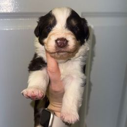 Macaroni - Red tri-color male Australian Shepherd puppy in Anniston, Alabama from All Hale Aussies